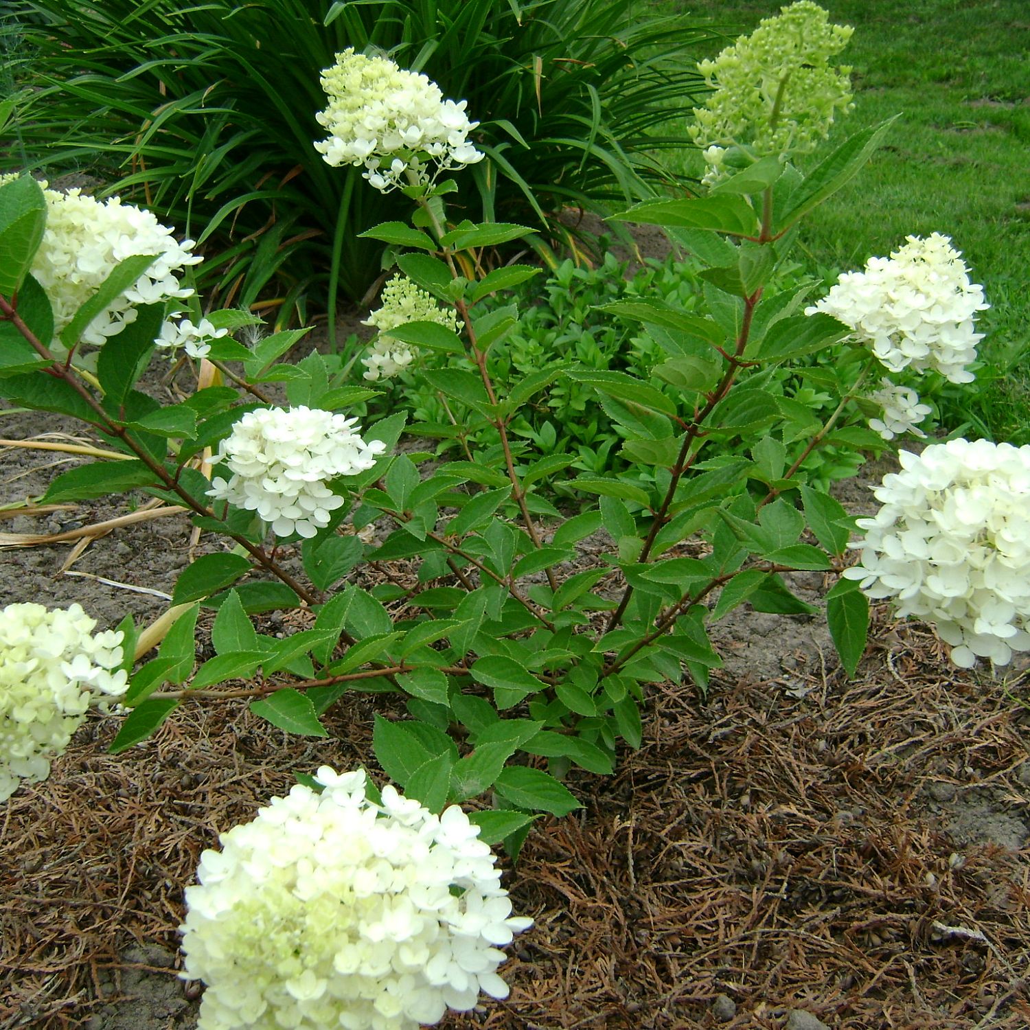 Гортензия метельчатая Бомбшелл Гортензия метельчатая Бомбшелл фото