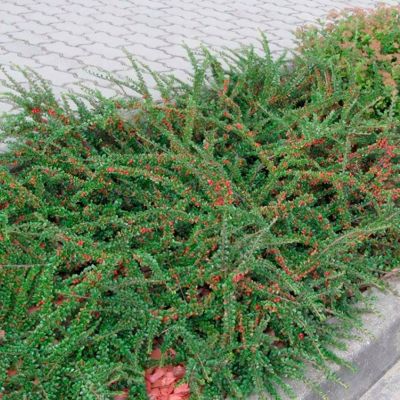 Кизильник укореняющийся Эйхольц Кизильник укореняющийся Эйхольц - Dolina-Sad.Ru