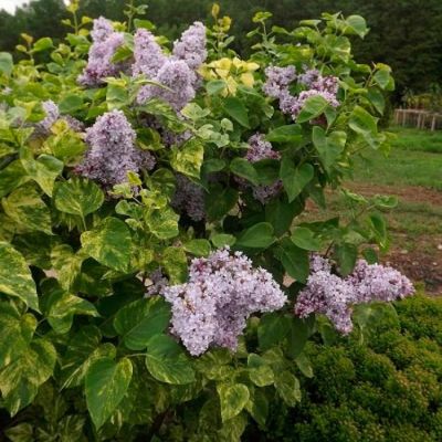 Сирень обыкновенная Аукубафолия Сирень обыкновенная Аукубафолия - Dolina-Sad.Ru