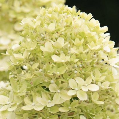 Гортензия метельчатая Литл Пассион - Dolina-Sad.Ru