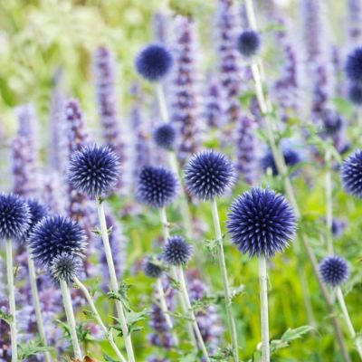 Мордовник Вейчс Блю Мордовник Вейчс Блю - Dolina-Sad.Ru