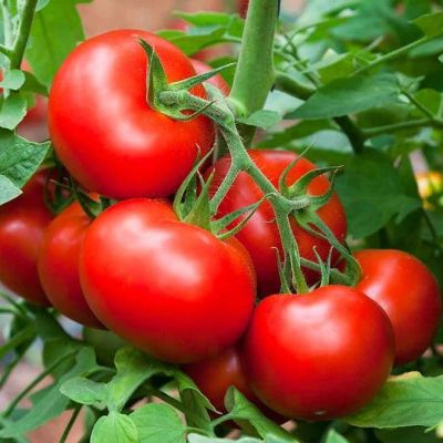 Томат Волгоградский Н11 Томат Волгоградский Н11 фото