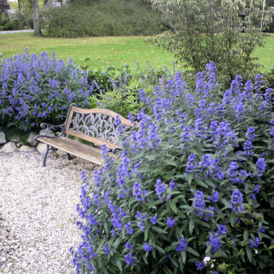 Кариоптерис кладонский хэвенли блю фото