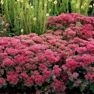 Седум Седакшн Роуз Шарм Седум Седакшн Роуз Шарм - Dolina-Sad.Ru