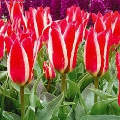 Тюльпан Пиноккио Тюльпан Пиноккио фото
