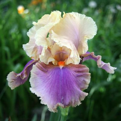 Ирис Колет Тюрие Ирис Колет Тюрие фото