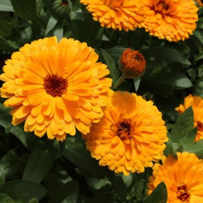 Календула Смесь окрасок Календула Смесь окрасок фото