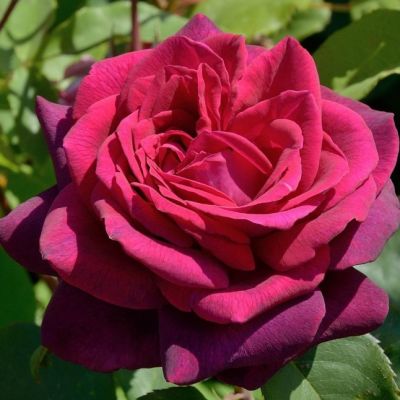 Роза Графин Диана Роза Графин Диана - Dolina-Sad.Ru