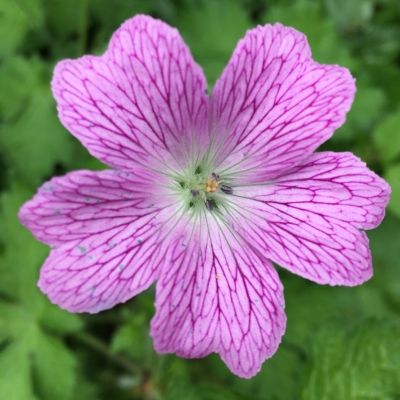 Герань оксфордская Каридж Друс Герань оксфордская Каридж Друс - Dolina-Sad.Ru