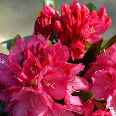 Рододендрон якушиманский Снизи Рододендрон якушиманский Снизи - Dolina-Sad.Ru