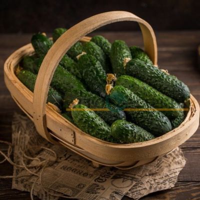 Огурец СВ4097ЦВ F1 (SV4097CV),(Seminis/Голландия) Огурец СВ4097ЦВ F1 (SV4097CV),(Seminis/Голландия) фото