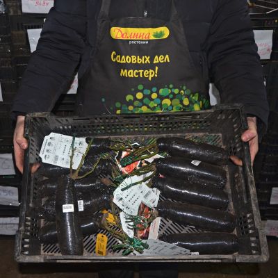 Роза Априкола Роза Априкола фото