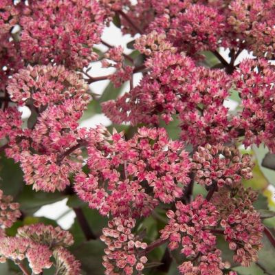 Седум Седакшн Роуз Шарм Седум Седакшн Роуз Шарм - Dolina-Sad.Ru