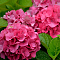 Гортензия крупнолистная Стайл Пинк фото