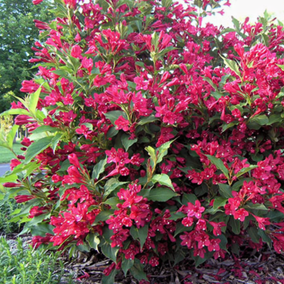 Вейгела Ева Ратке Вейгела Ева Ратке фото