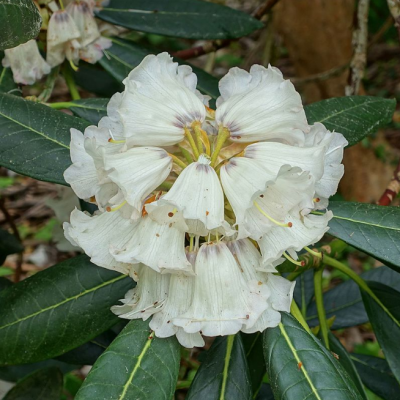 Рододендрон Рекс фото