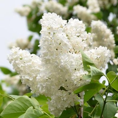 Сирень Экселлент Сирень Экселлент фото