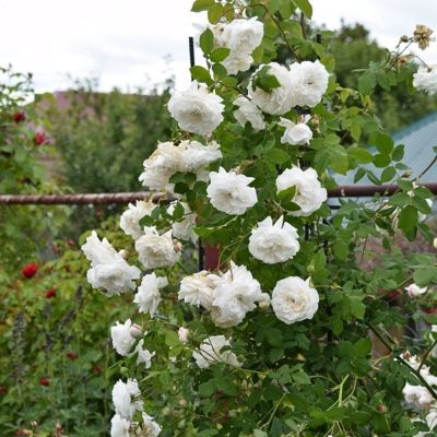 Роза Мадам Плантье Роза Мадам Плантье - Dolina-Sad.Ru