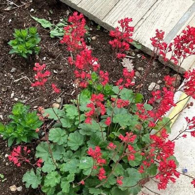 Гейхера кроваво-красная Гейхера кроваво-красная - Dolina-Sad.Ru