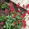 Гейхера кроваво-красная Гейхера кроваво-красная - Dolina-Sad.Ru