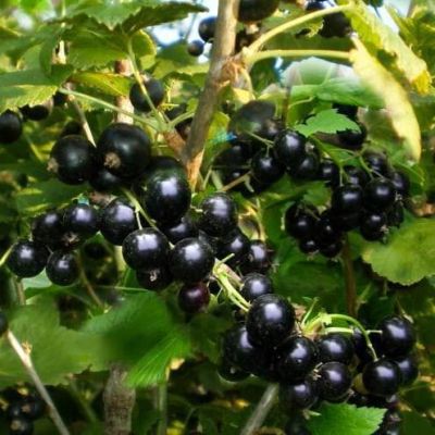 Смородина Селеченская-2, C3 (2 года) Смородина Селеченская-2, C3 (2 года) - Dolina-Sad.Ru