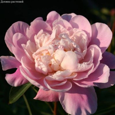 Пион Катарина Фонтейн - Dolina-Sad.Ru