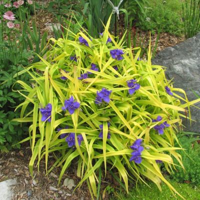 Традесканция Свит Кейт Традесканция Свит Кейт - Dolina-Sad.Ru