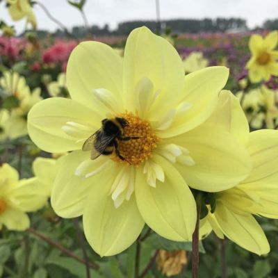 Георгина Келси саншайн Георгина Келси саншайн фото