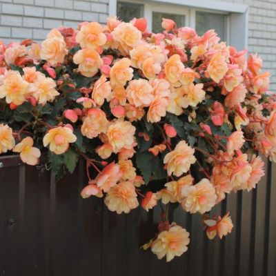 Бегония Фрагрант Фоллс Пич Бегония Фрагрант Фоллс Пич - Dolina-Sad.Ru