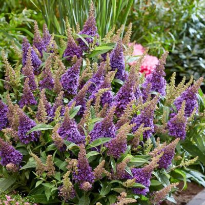 Буддлея Давида Баттерфляй Канди Литл Лила - Dolina-Sad.Ru