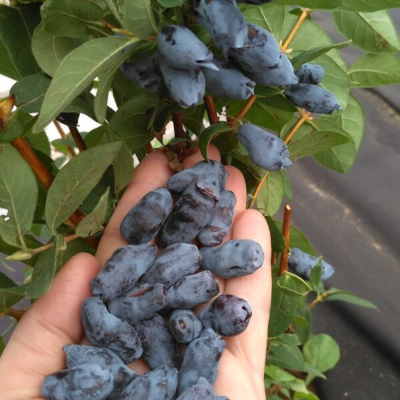 Жимолость Бореал Близзард Жимолость Бореал Близзард - Dolina-Sad.Ru