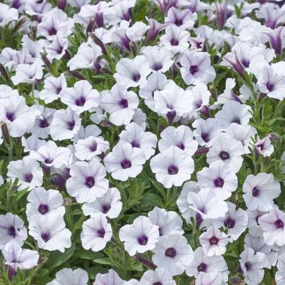 Петуния Баблс Вайт - Dolina-Sad.Ru