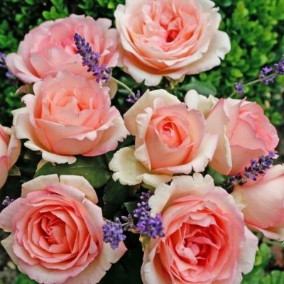 Роза Суиенер де Баден Баден Роза Суиенер де Баден Баден - Dolina-Sad.Ru