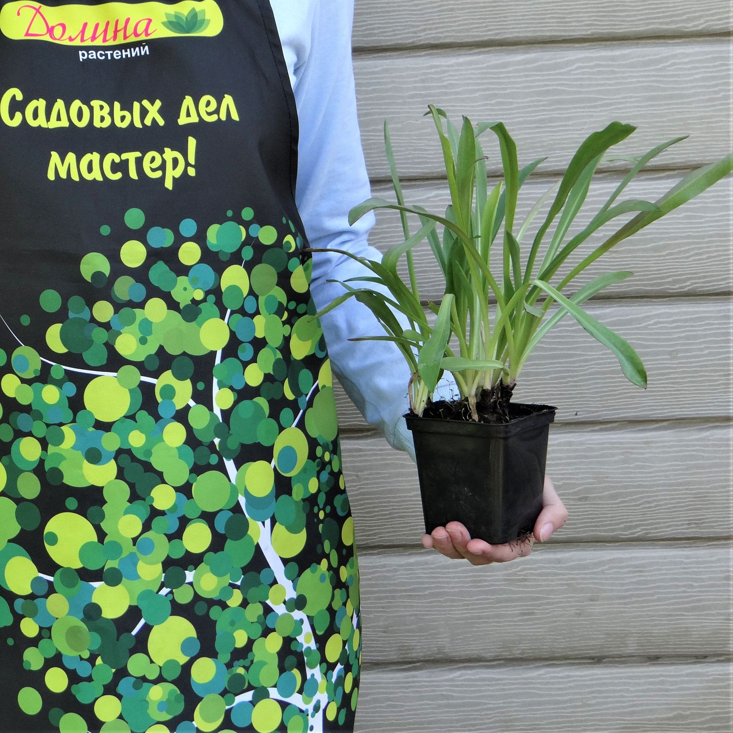 Гелениум Хупа Гелениум Хупа фото