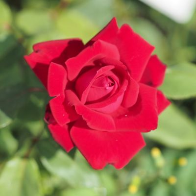 Роза Руби Вединг в горшке Роза Руби Вединг в горшке - Dolina-Sad.Ru