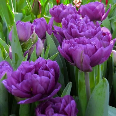 Тюльпан Парпл Пион Тюльпан Парпл Пион фото