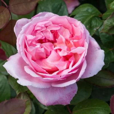 Роза Аленушка Роза Аленушка - Dolina-Sad.Ru