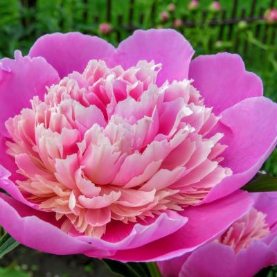 Пион Лондон - Dolina-Sad.Ru