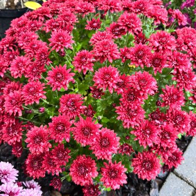 Хризантема мультифлора Бранхил Ред Хризантема мультифлора Бранхил Ред - Dolina-Sad.Ru