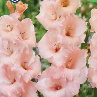 Гладиолус Алонсо - Dolina-Sad.Ru