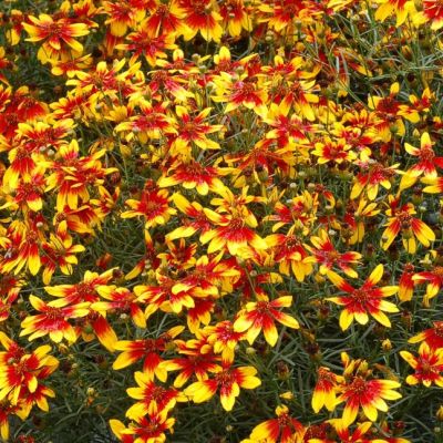 Кореопсис Лайтинг Бук , C2 Кореопсис Лайтинг Бук , C2 фото