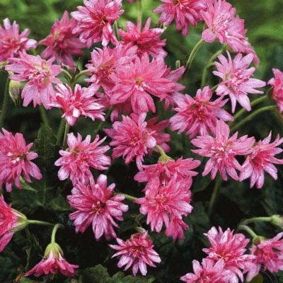 Герань оксфордская Сауткомб Дабл Герань оксфордская Сауткомб Дабл - Dolina-Sad.Ru