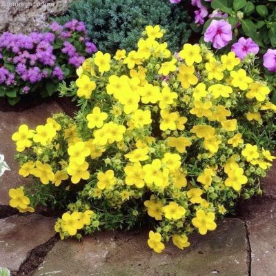 Лапчатка Кобольд Лапчатка Кобольд фото