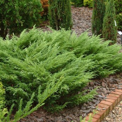 Можжевельник казацкий Мас Можжевельник казацкий Мас фото