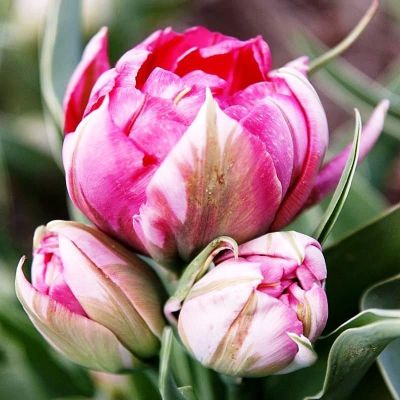 Тюльпан Флеш Поинт Тюльпан Флеш Поинт фото