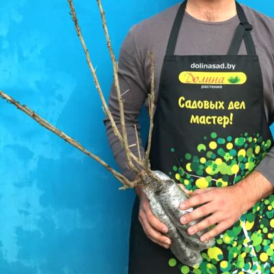 Смородина Лентяй Смородина Лентяй фото