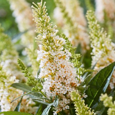 Буддлея Давида Баттерфляй Канди Литл Уайт Буддлея Давида Баттерфляй Канди Литл Уайт - Dolina-Sad.Ru