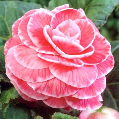 Бегония Пикоти Лэйс Пинк Бегония Пикоти Лэйс Пинк фото