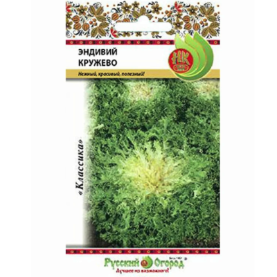 Салат Эндивий Кружево Салат Эндивий Кружево фото