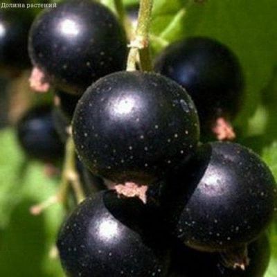 Смородина Лентяй Смородина Лентяй фото